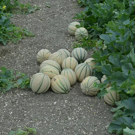 Farm stay Nato Contadino